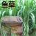 苏丹草种子进口优质高产阔叶杂交牧草籽猪牛羊兔鹅鱼