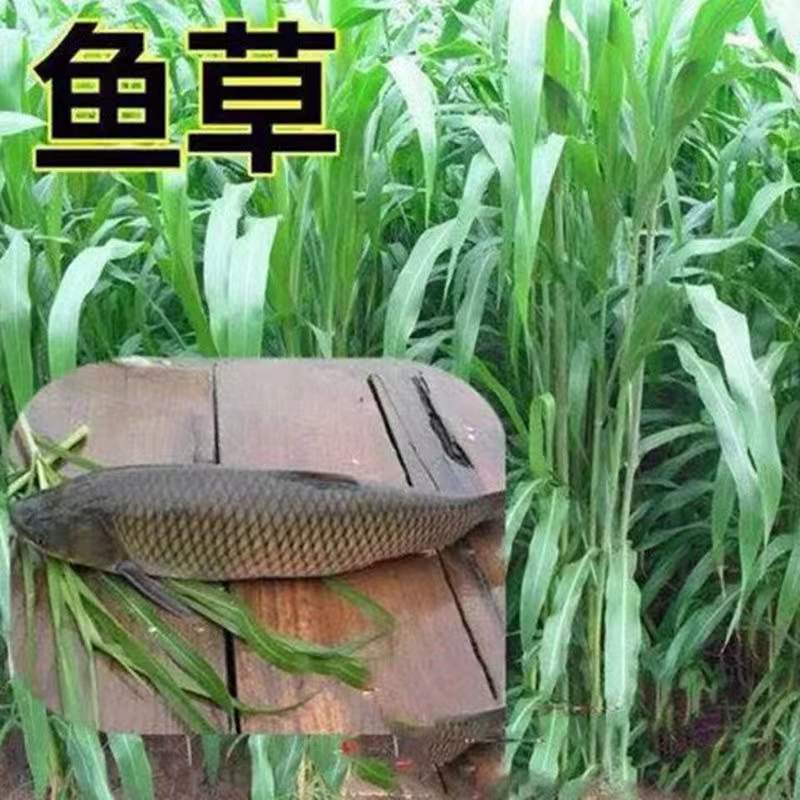 苏丹草种子进口优质高产阔叶杂交牧草籽猪牛羊兔鹅鱼