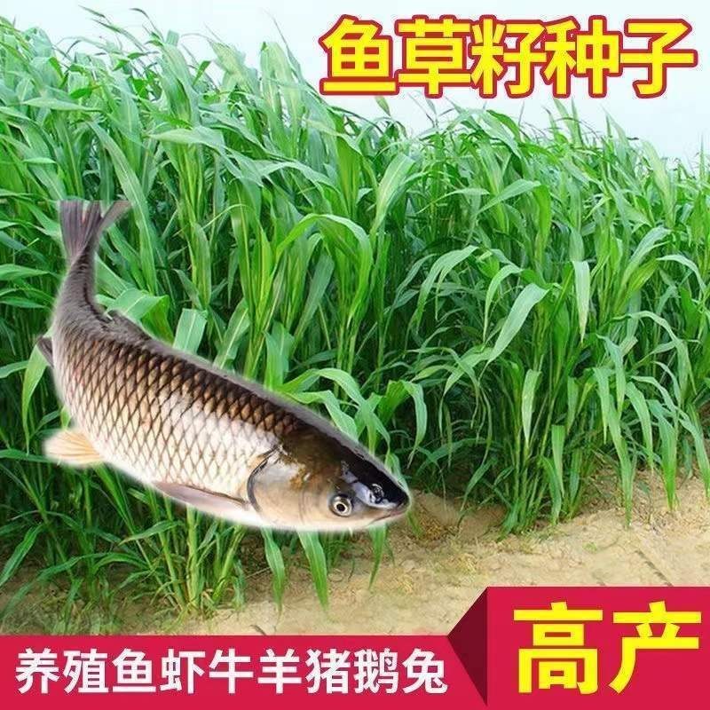 苏丹草种子进口优质高产阔叶杂交牧草籽猪牛羊兔鹅鱼
