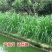 苏丹草种子进口优质高产阔叶杂交牧草籽猪牛羊兔鹅鱼