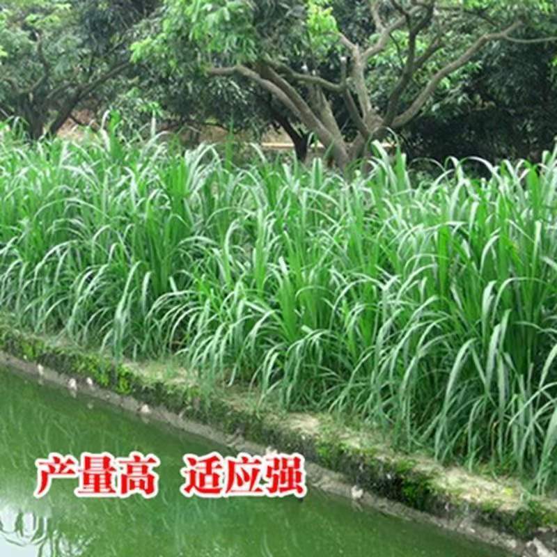 苏丹草种子进口优质高产阔叶杂交牧草籽猪牛羊兔鹅鱼