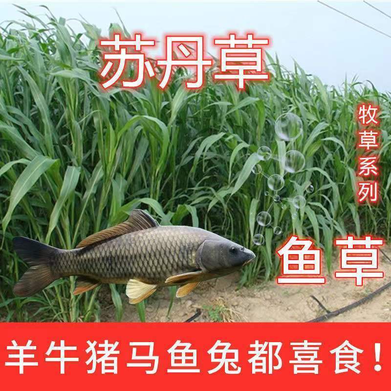 苏丹草种子进口优质高产阔叶杂交牧草籽猪牛羊兔鹅鱼