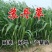 苏丹草种子进口优质高产阔叶杂交牧草籽猪牛羊兔鹅鱼