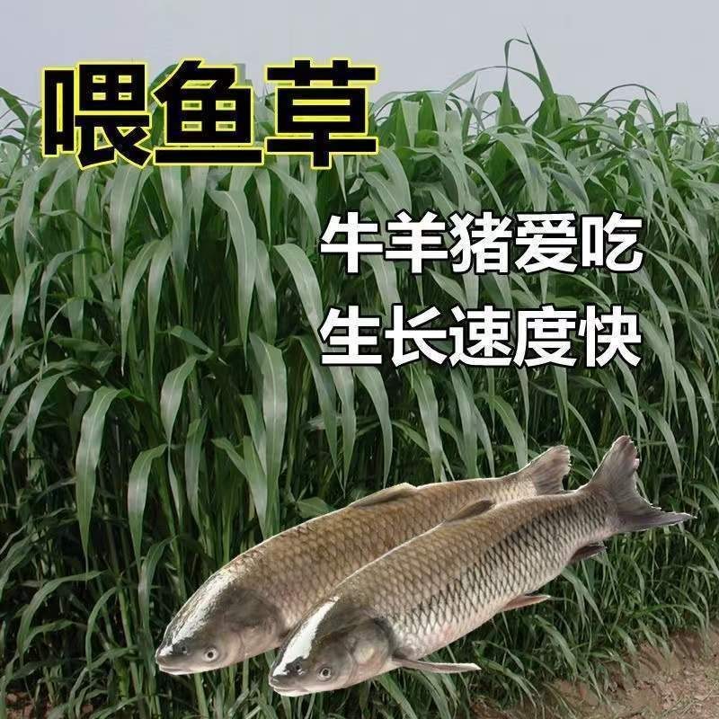 苏丹草种子进口优质高产阔叶杂交牧草籽猪牛羊兔鹅鱼