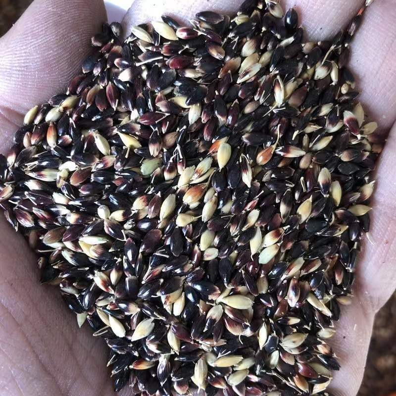 苏丹草种子进口优质高产阔叶杂交牧草籽猪牛羊兔鹅鱼