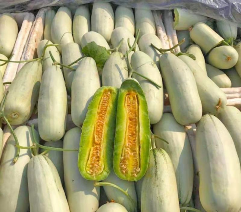 博洋61甜瓜莘县博洋甜瓜基地现摘现发价格便宜