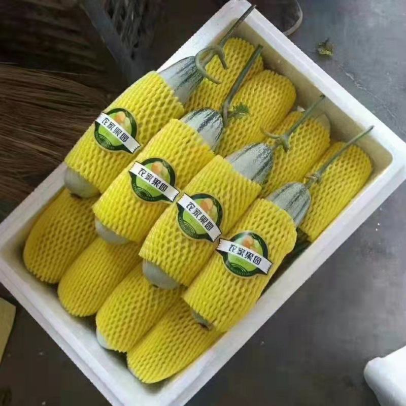 博洋61甜瓜莘县博洋甜瓜基地现摘现发价格便宜