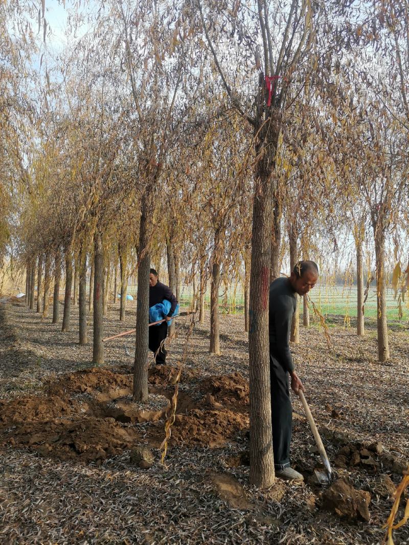 15-15-20-25公分嫁接垂柳质优价廉，基地货源电联