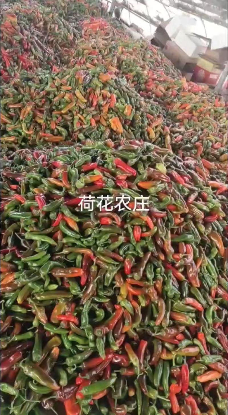 彩椒，20-25公分，现采现摘，个头大，硬度好