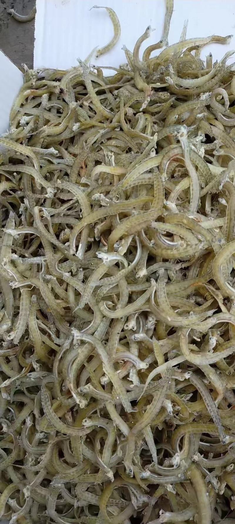凤尾鱼面条鱼银鱼干，食品厂香辣丁香鱼原料大量现货可根据