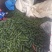 寿光主产区出口级玛莎黄瓜大量供应
