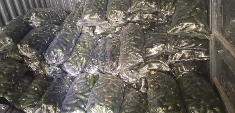 寿光主产区出口级玛莎黄瓜大量供应