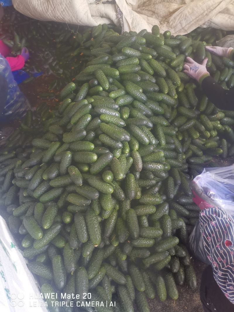寿光主产区出口级玛莎黄瓜大量供应
