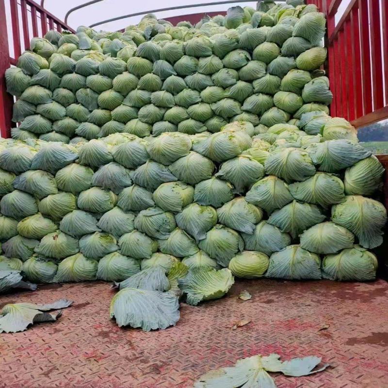 湖南岳阳精品甘蓝，扁包菜产地直供，量大从优欢迎咨询