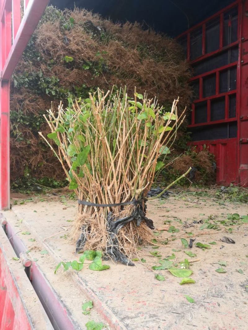 茉莉花苗，大量批发，1到30年苗，两天内起苗发货