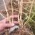 茉莉花苗，大量批发，1到30年苗，两天内起苗发货