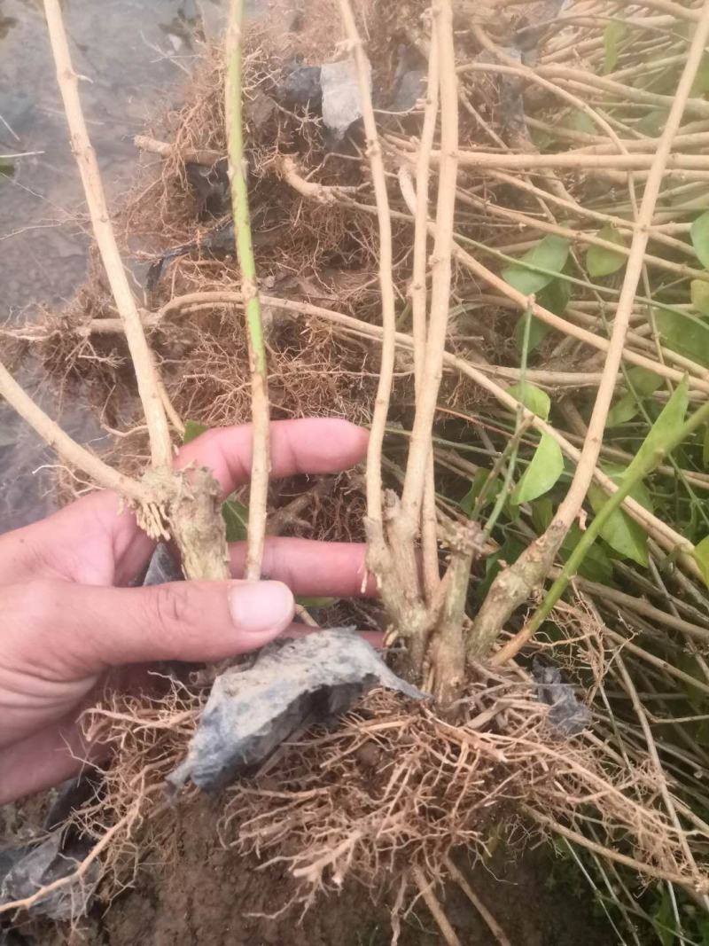 茉莉花苗，大量批发，1到30年苗，两天内起苗发货