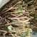 茉莉花苗，大量批发，1到30年苗，两天内起苗发货