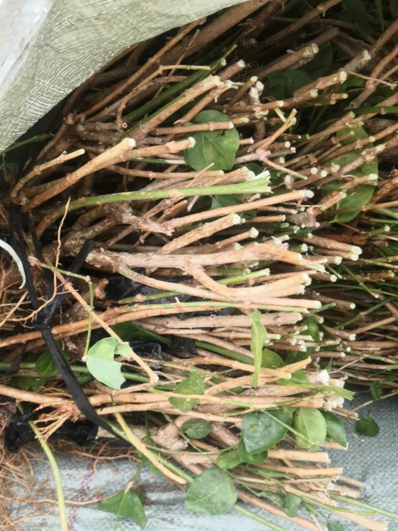 茉莉花苗，大量批发，1到30年苗，两天内起苗发货