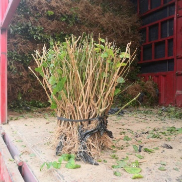 茉莉花苗，大量批发，1到30年苗，两天内起苗发货