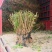 茉莉花苗，大量批发，1到30年苗，两天内起苗发货