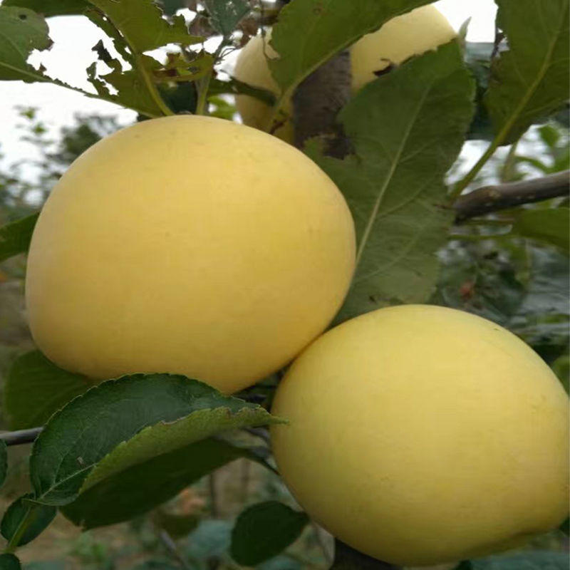 基地出售瑞雪苹果苗嫁接成品苗根系发达成活率高