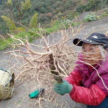 栀子根，山栀根，野生山栀根，中药材，可以做盆景，鮮货。