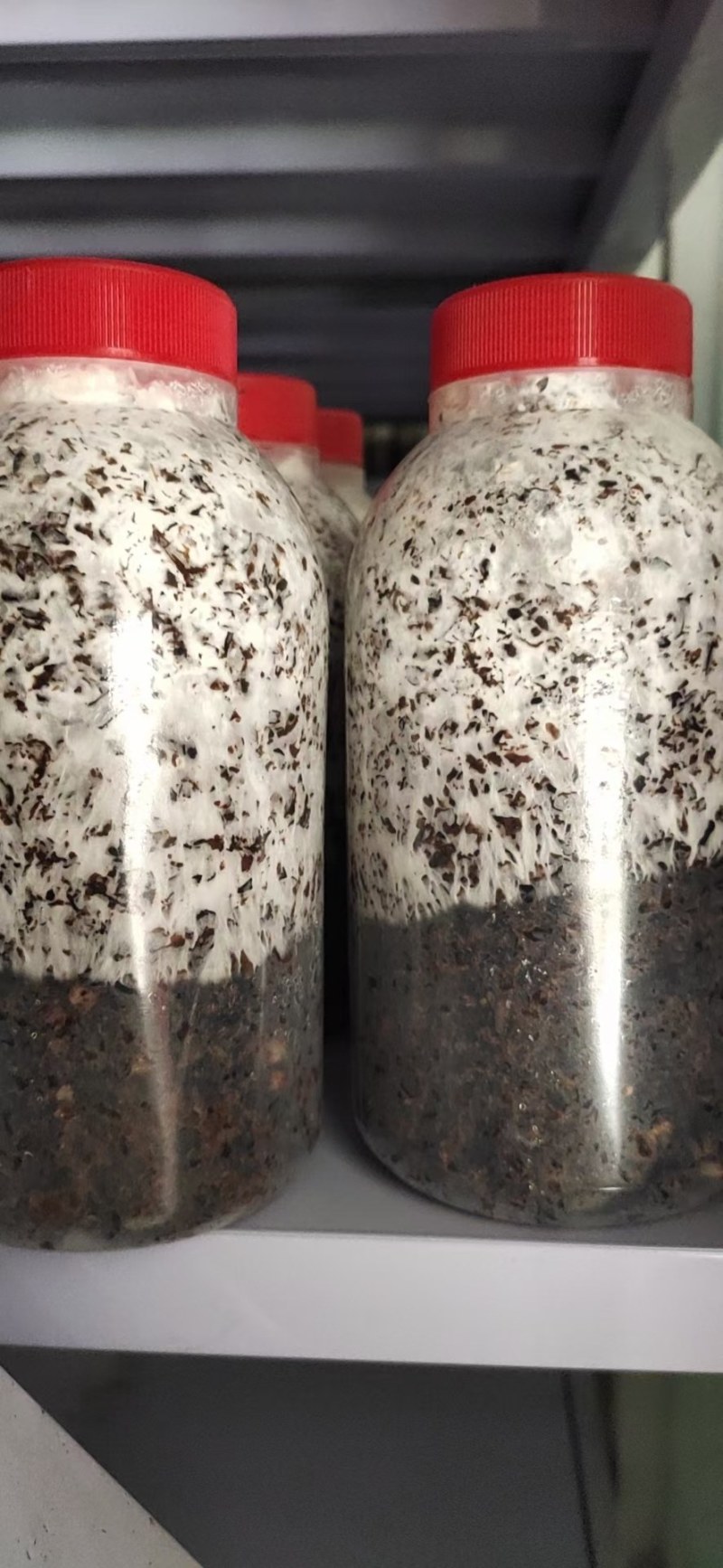 食用菌种菌棒
