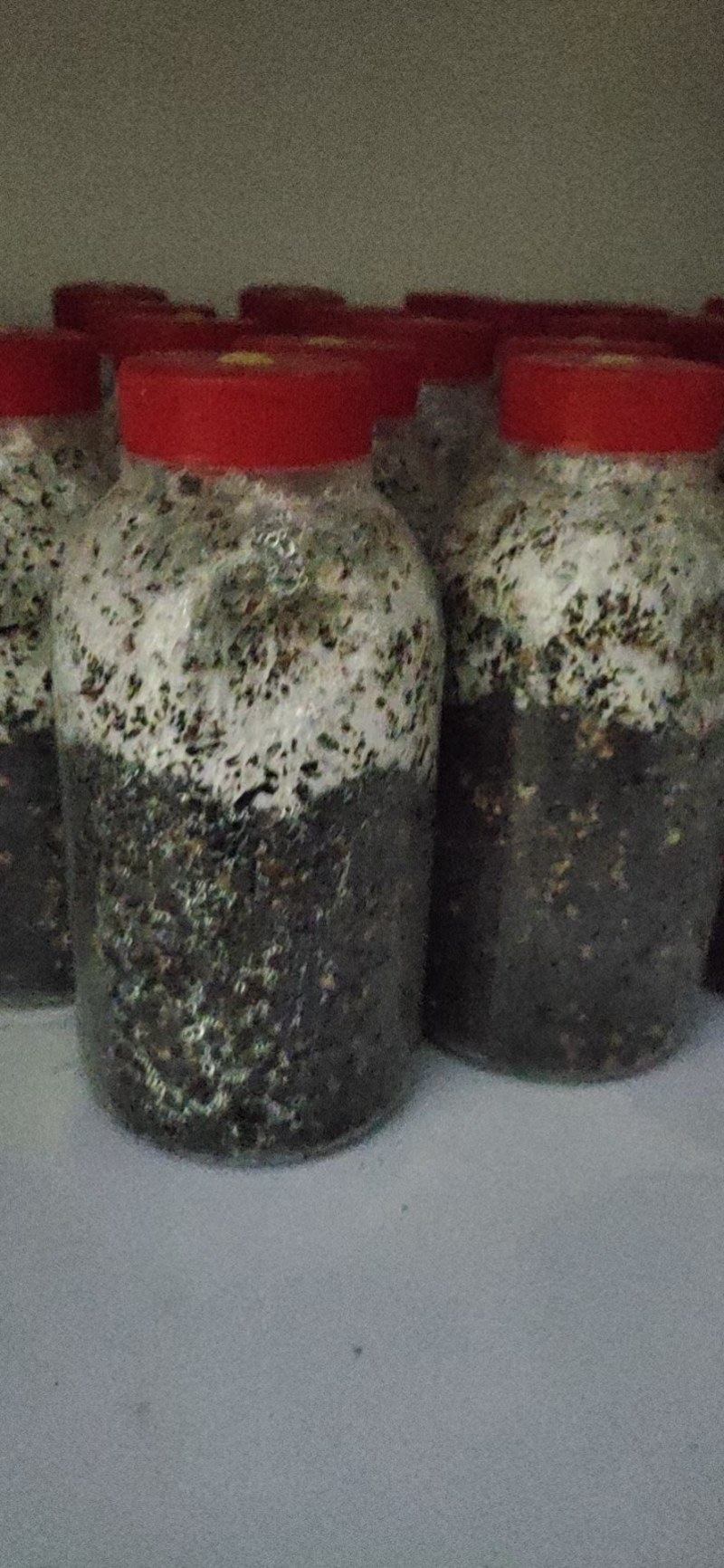 食用菌种菌棒