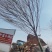 20一般化榉树