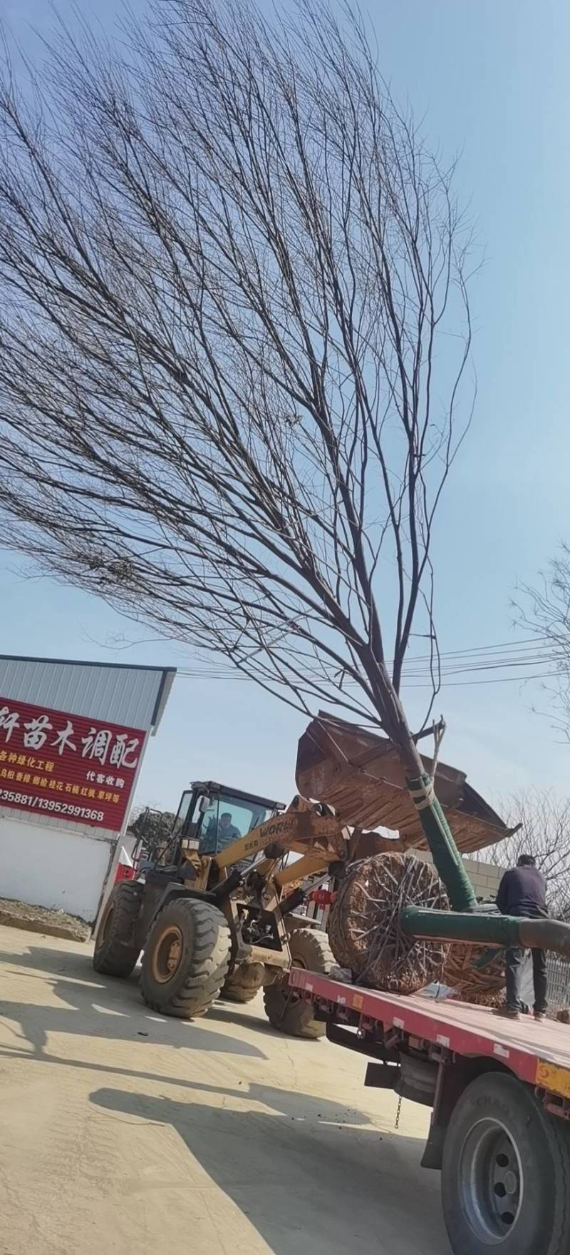 20一般化榉树