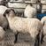 澳寒杂交羊成年羊，小羊，大量现货全国包邮
