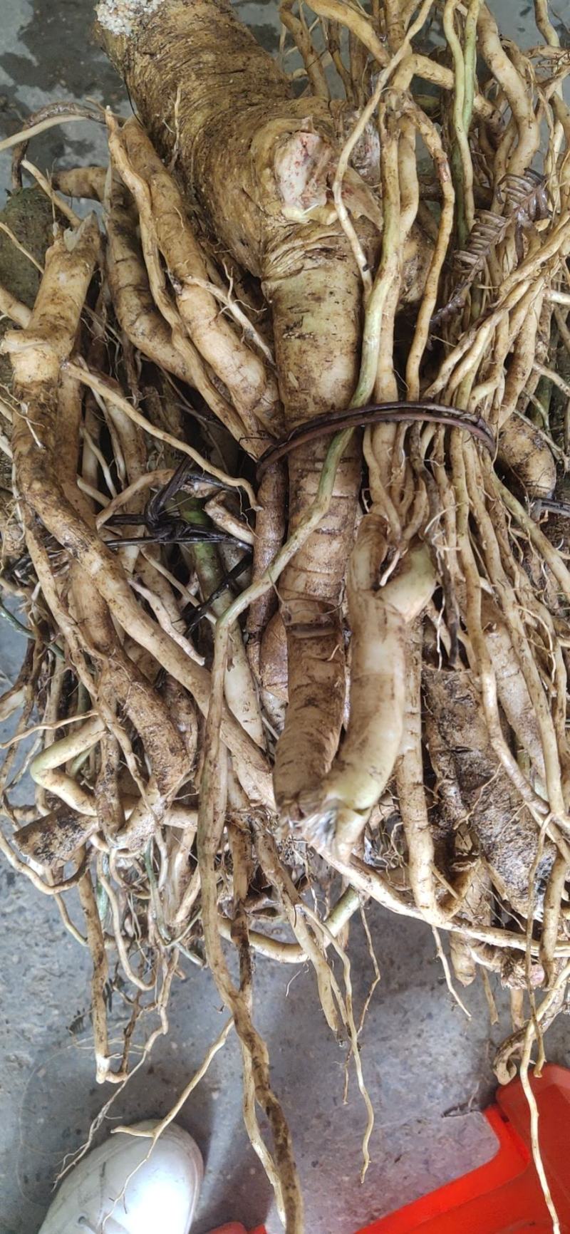 纯野生黄花倒水莲黄花参鲜货干货纯根批发