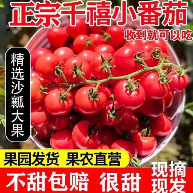 山东莘县圣女果，山东产地直发现摘现发精选优品