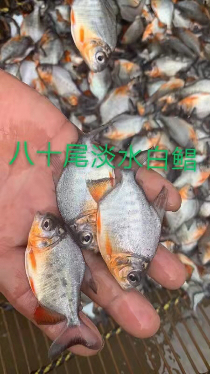 苗场直销【优质淡水白鲳鱼苗】量大价优