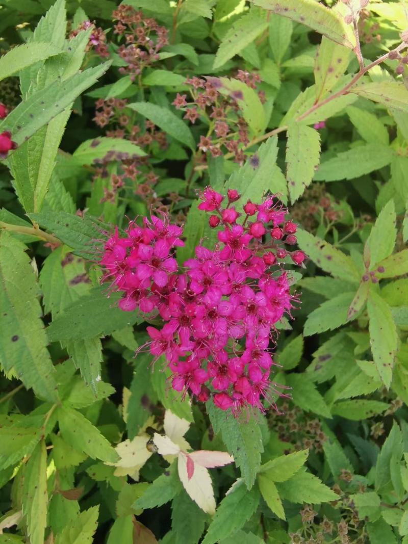 批发粉花绣线菊日本绣线菊耐寒花灌木基地量大优惠