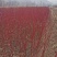 批发粉花绣线菊日本绣线菊耐寒花灌木基地量大优惠