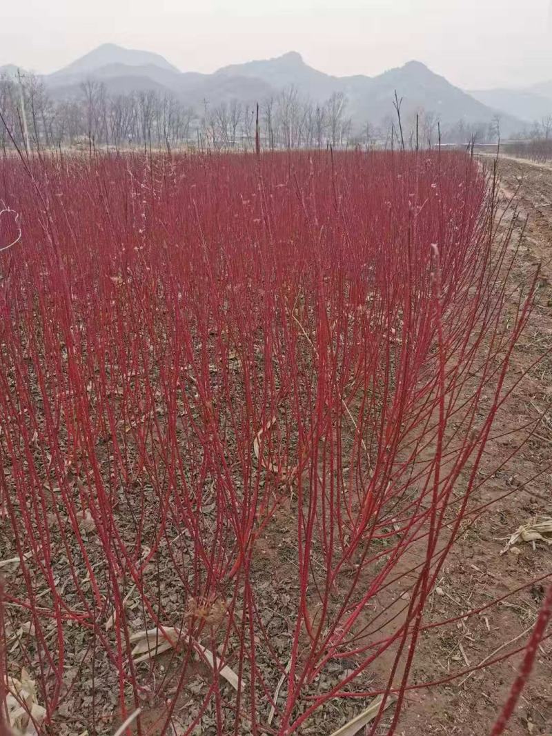 批发粉花绣线菊日本绣线菊耐寒花灌木基地量大优惠