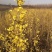 批发粉花绣线菊日本绣线菊耐寒花灌木基地量大优惠