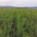 批发粉花绣线菊日本绣线菊耐寒花灌木基地量大优惠
