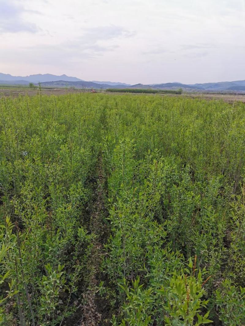 批发粉花绣线菊日本绣线菊耐寒花灌木基地量大优惠