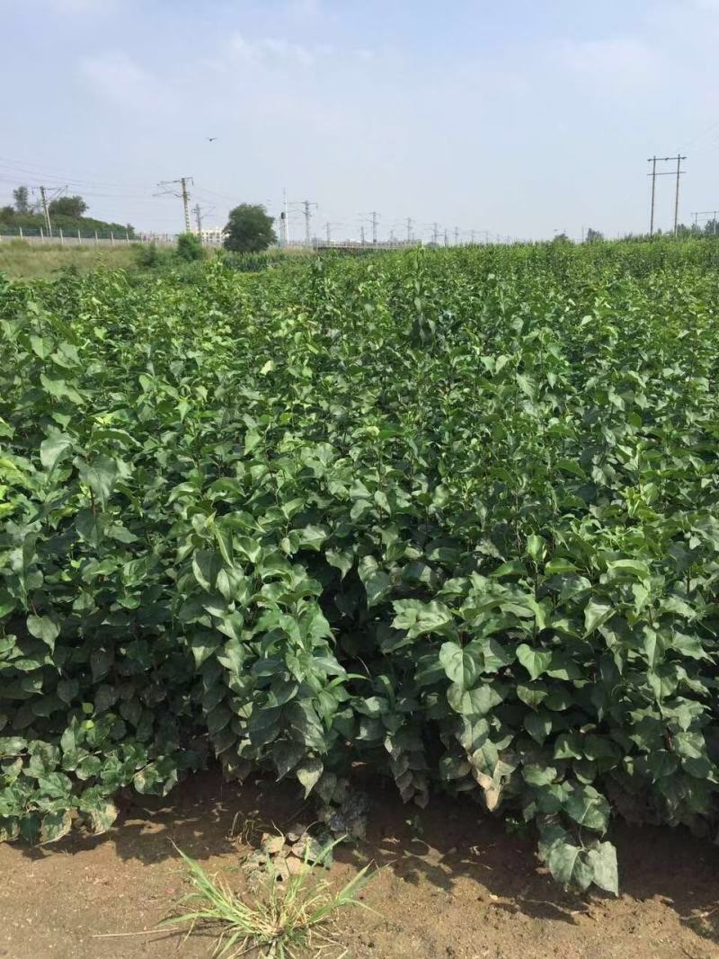 批发粉花绣线菊日本绣线菊耐寒花灌木基地量大优惠