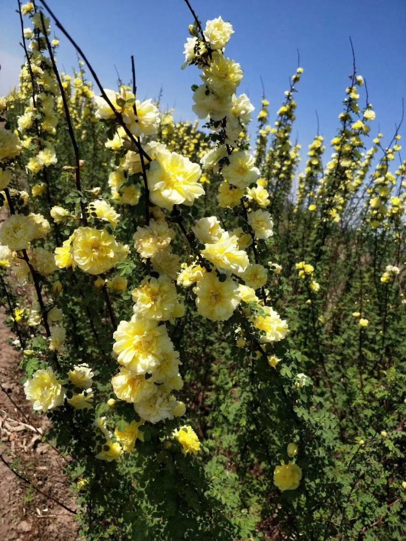批发粉花绣线菊日本绣线菊耐寒花灌木基地量大优惠