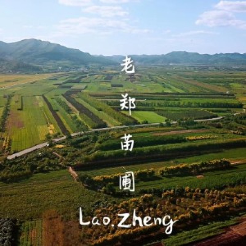 批发粉花绣线菊日本绣线菊耐寒花灌木基地量大优惠
