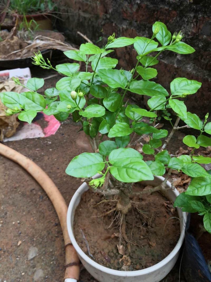 茉莉花苗，大量批发，1到30年苗，两天内起苗发货