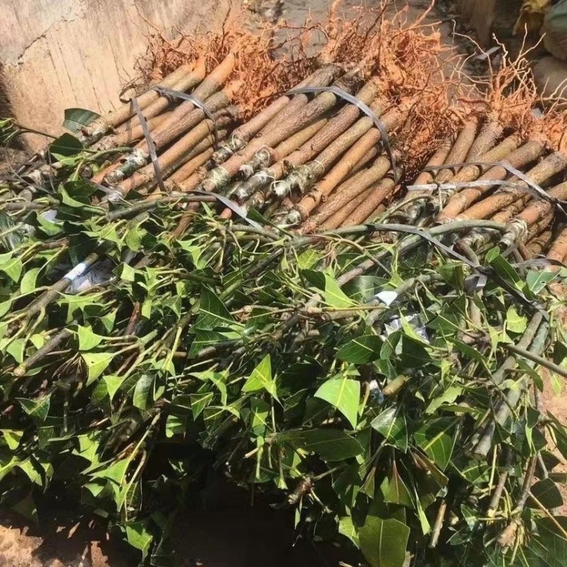 广西正宗嫁接苗四季蜜芒，金煌芒，贵妃芒，台农芒苗带土发货