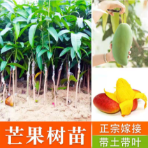 广西正宗嫁接苗四季蜜芒，金煌芒，贵妃芒，台农芒苗带土发货