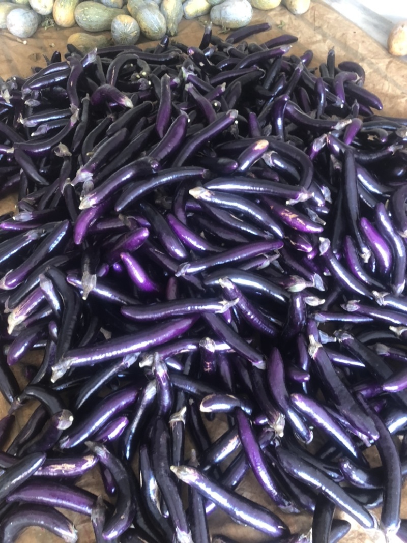 广东精品茄子大量上市，产地直发，一手货源，价格合理