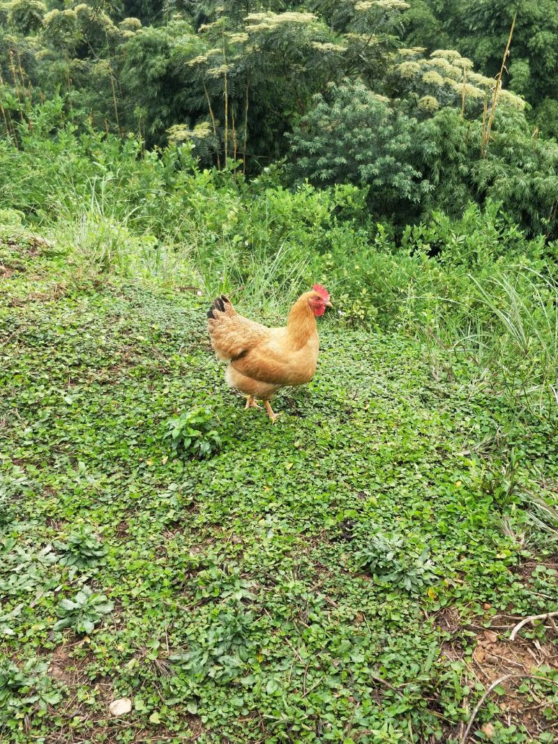 果园除草土鸡，