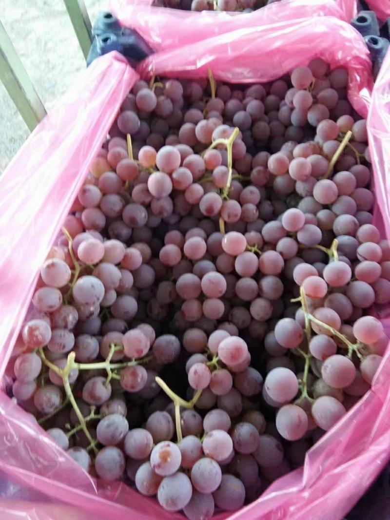 （好货）产地直发精品龙眼葡萄品质保证一手货源